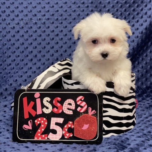 kr�sn� maltsk� �t���tka na prodej.