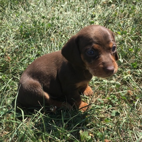 zdrav� kr�sn� fenky a �t��ata jezev��k� na prodej.