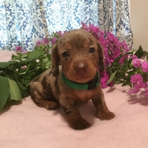 �t��ata jezev��k� na prodej.