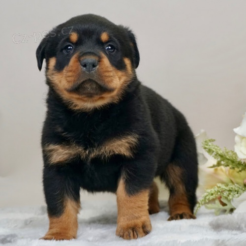 kr�sn� zdrav� �t��ata rotvajler� na prodej.