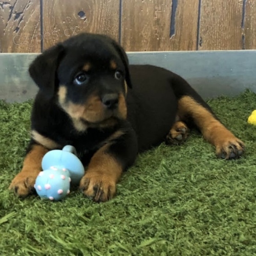 �t��ata rotvajler� na prodej