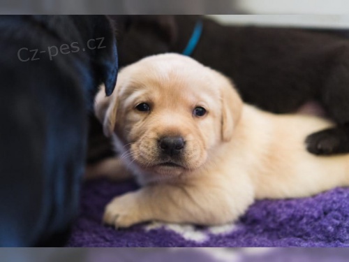 Labrador �t�n� s PP