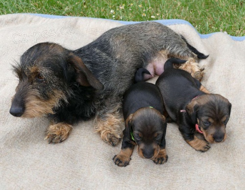 daschun Prod�m �t���tka mops�k� bez PP.