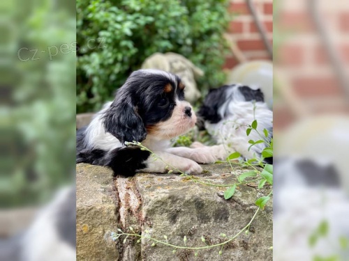 Mal� kaval�r king charles �t��ata