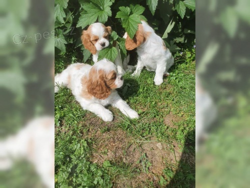 Mal� kaval�r king charles �t��ata