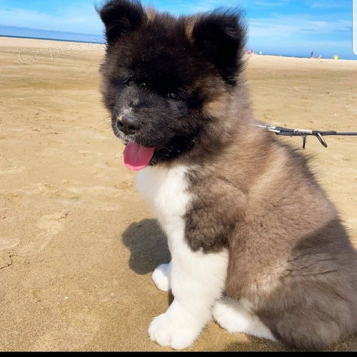 AKITA AMERICANO PRO P�IJET�