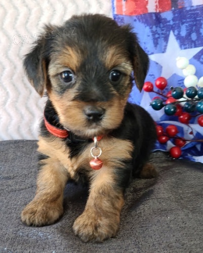 mini zdrav� a VAKCINOVAN� �t���tka yorkie na prodej.