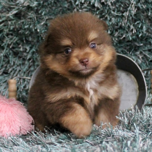 Pomeranian �t��ata na prodej