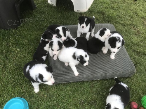 Border kolie �t��ata