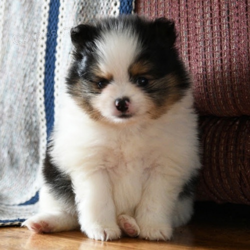 Hygienicky vycvi�en� miniaturn� �piclsk� �t��ata na prodej.