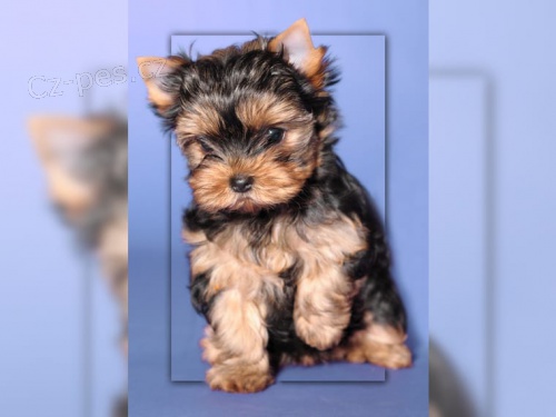 Jork��rsk� teri�r s PP