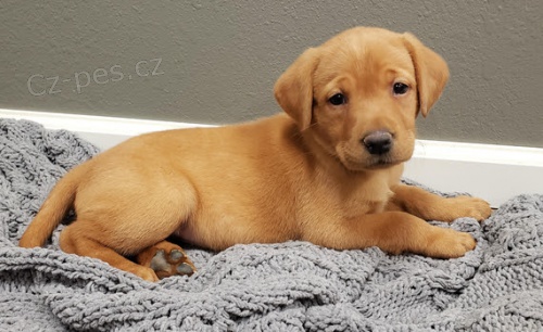 Zdrav� �t��ata labradorsk�ho retr�vra na prodej.