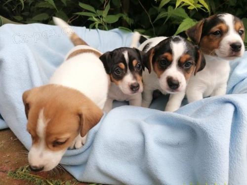 Jack Russell teri�r - �t��ata s PP