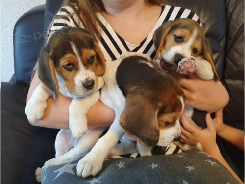 B�gl �t��ata