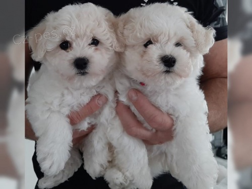 �t��ata Bichon