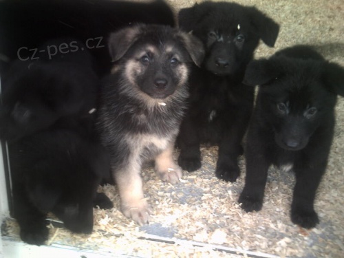 N�meck� ov��k �t��ata