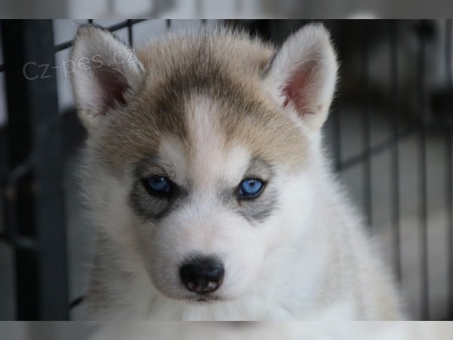 Sibi�sk� husky