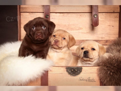 �t��ata labrador� s rodokmenem