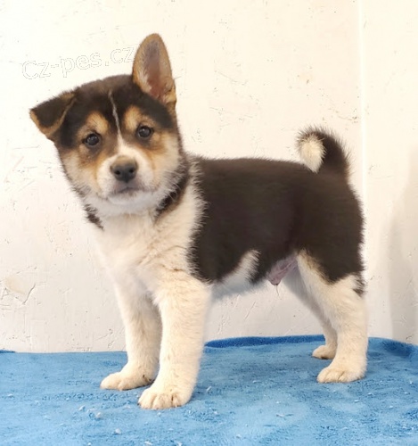 Kr�sn� tmav� �t��ata shiba inu na prodej