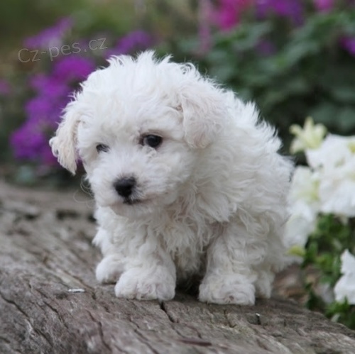 Bichon frize �t��ata
