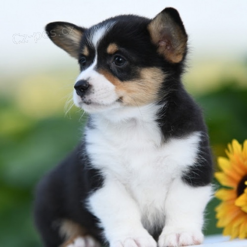 kr�sn� Pembroke Welsh Corgi �t��ata �t��ata na prodej.