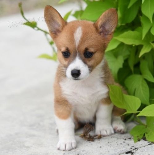 �t��ata Pembroke Welsh Corgi