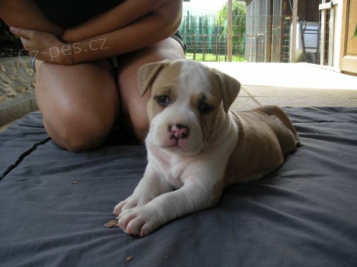 Americk� staford��rsk� teri�r s PP