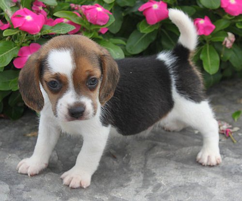 �t��ata Beagle p�ipravena