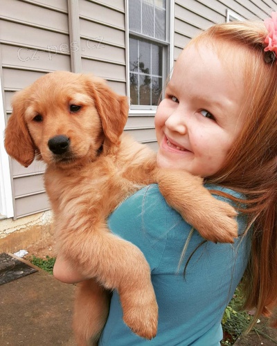 Zlat� retr�vr �t��ata