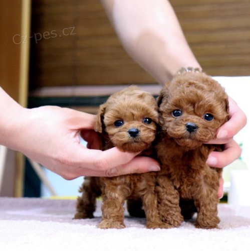 Pudl� �t��ata p�ipravena