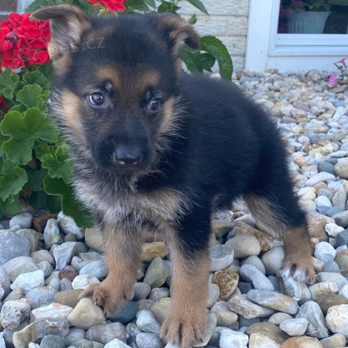 zdrav� n�meck� ov��k