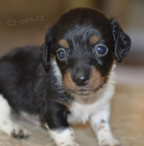 jezev��k� na prodej