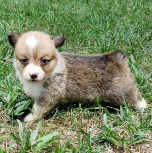 kr�sn� a rozko�n� samec a samice Pembroke Welsh Corgi �t��ata �t��ata na prodej.