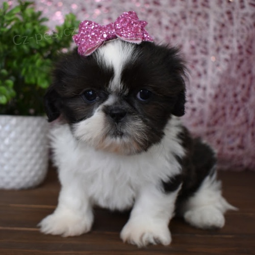 SHIH TZU �t��ata
