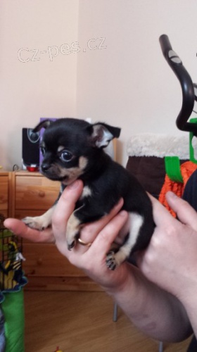 na prodej o�kovan� a od�erven� �t��ata ��lk� �aje z �ivavy.