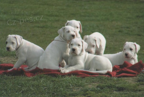 Kr�sn� a and�lsk� �t��ata Dogo argentino