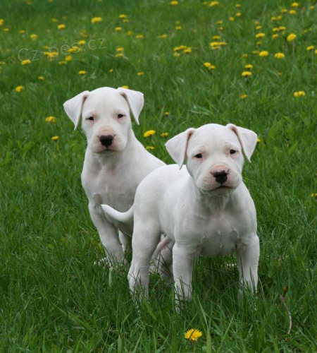 Prodej �t��at Dogo Argentino.