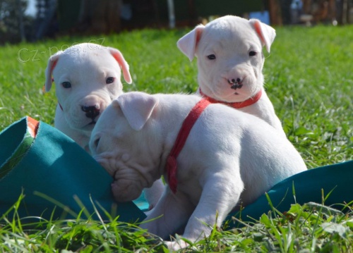 KR�SN� �T��ATA DOGO ARGENTINO