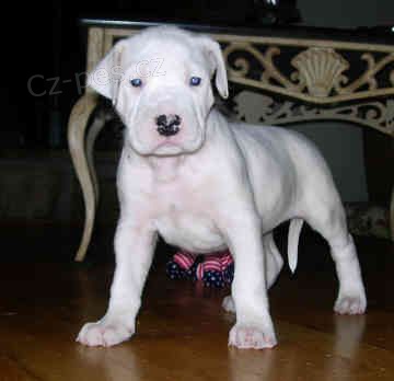 dogo argentino �t��ata k adopci