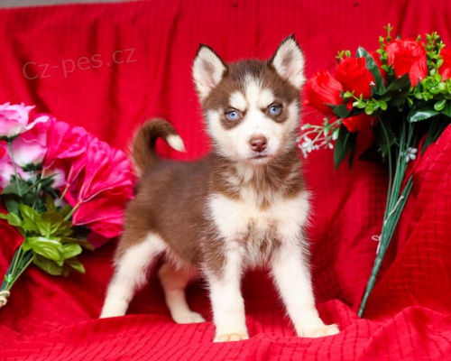 P�kn� sibi�sk� husky