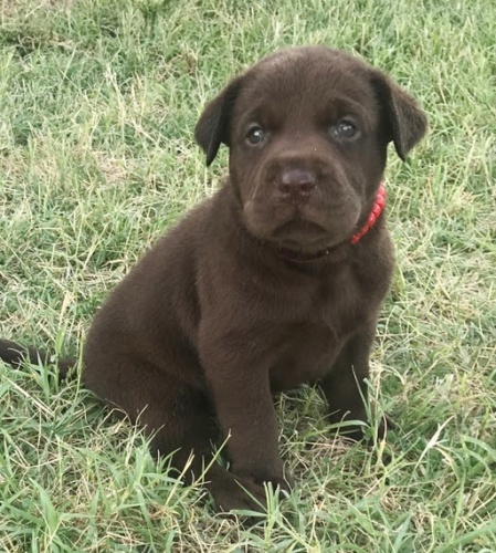 �ern� o�kovan� labradorsk� retr�vr