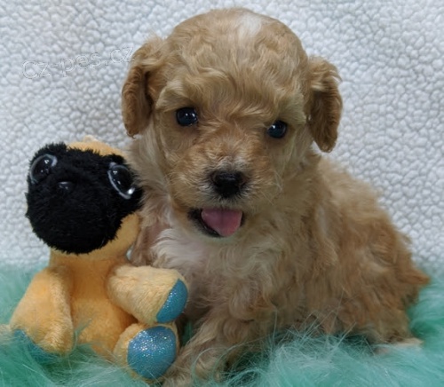 Trpasli�� �t��ata pudl� a fen na prodej.