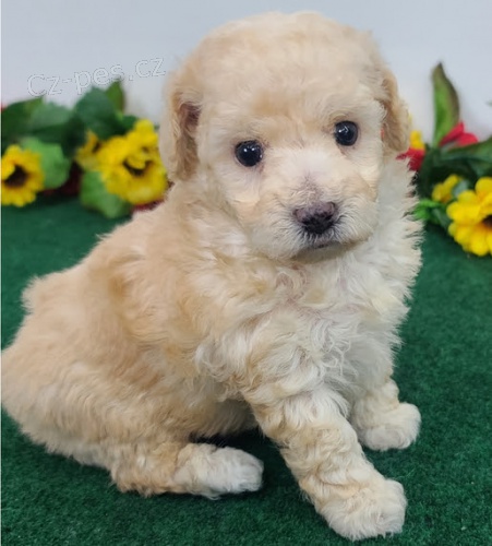 Prodej �t��at o�kovan�ch pudl�.