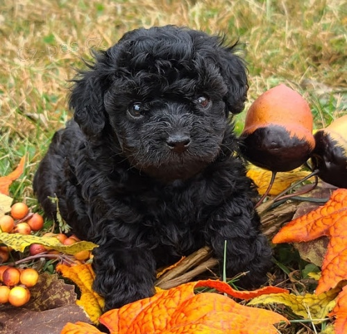 �t��ata trpasli��ch �ern�ch pudl� na prodej.