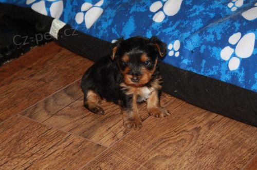 yorkie �t��ata na prodej.