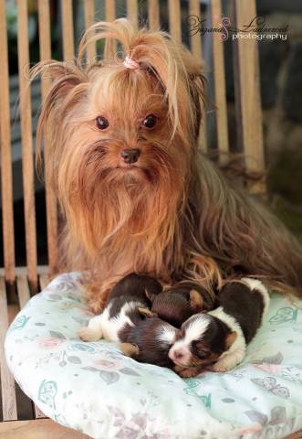 Barevn� york��rkov� s PP