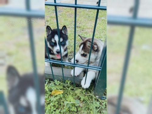  Sibi�sk� husky chlapci a d�vky