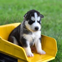 N�dhern� sibi�sk� husky