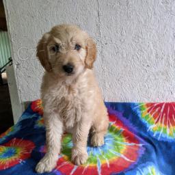 Sladk� zlat� retr�vr