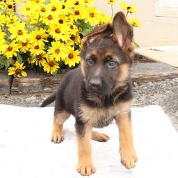 N�dhern� n�meck� ov��k